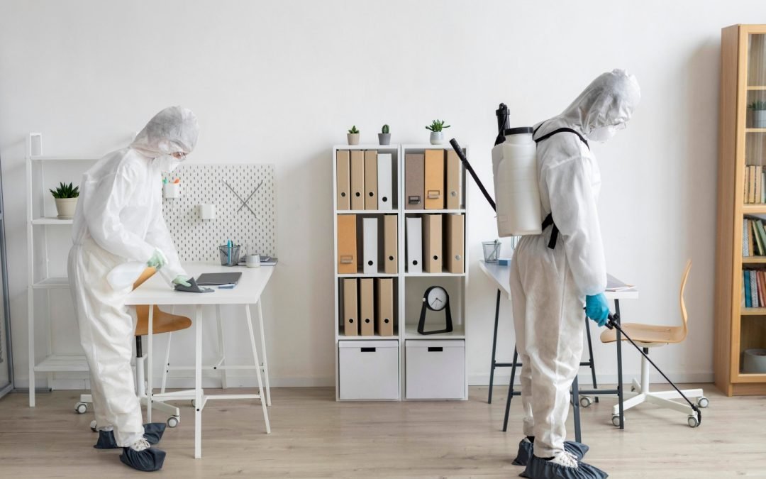 在美国家里发现白蚁后应该立刻做的7件事情